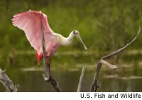 roseatespoonbill6sm roseatespoonbill6sm